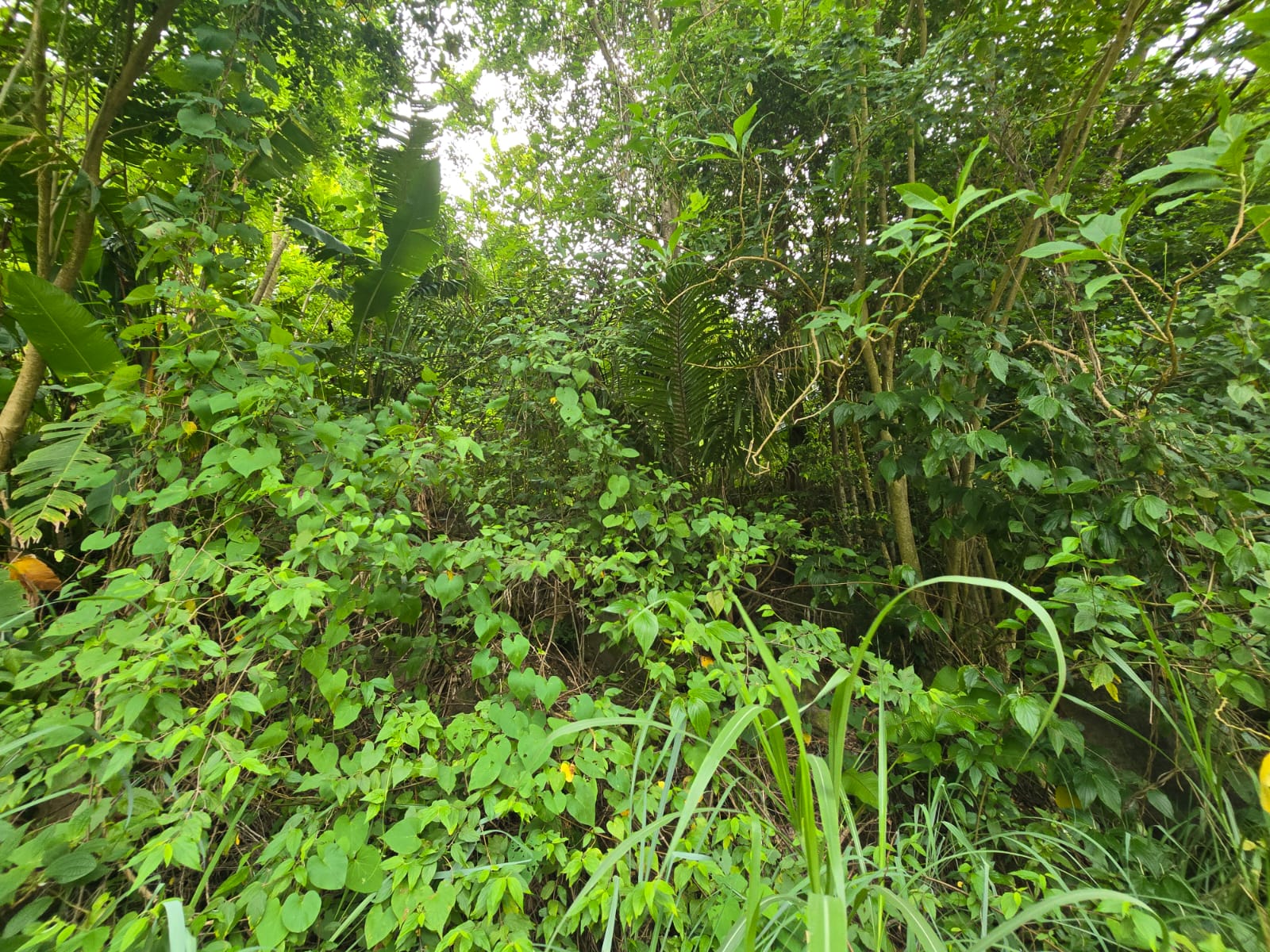 15,520sqft residential lot in Antrim, Dominica – EC$139,680 / US$52,315
