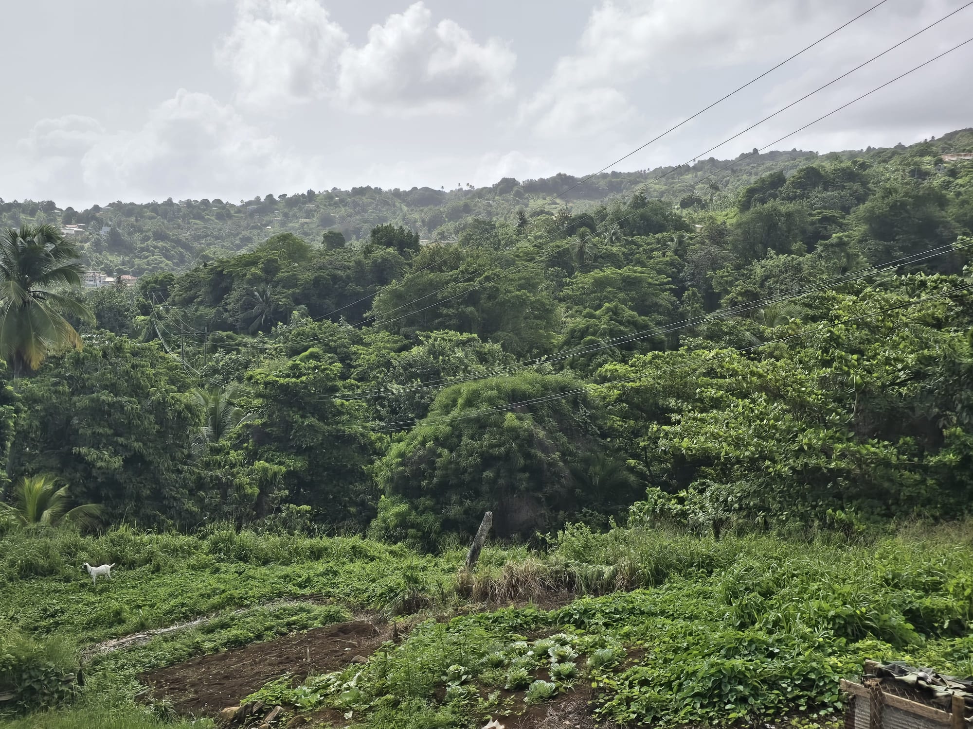 0.43 acre (18,730.8 sqft) residential lot for sale in Marigot, Dominica – EC$187,308 / US$70,153