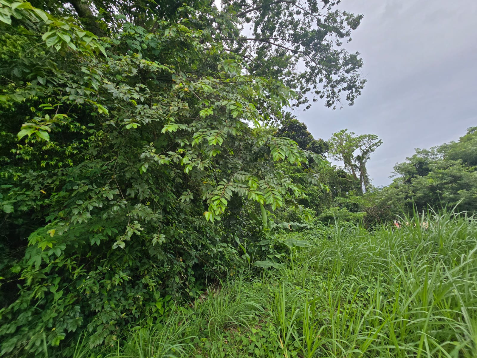 15,520sqft residential lot in Antrim, Dominica – EC$139,680 / US$52,315