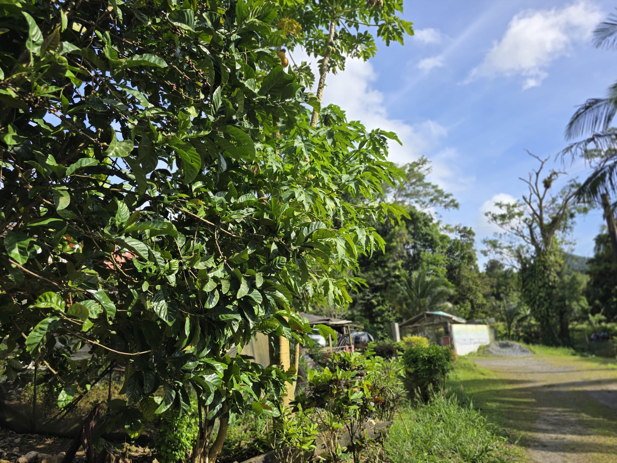 Commercial/agricultural property for sale in Sultan, Dominica -EC$3.5Million / US$1.3Million