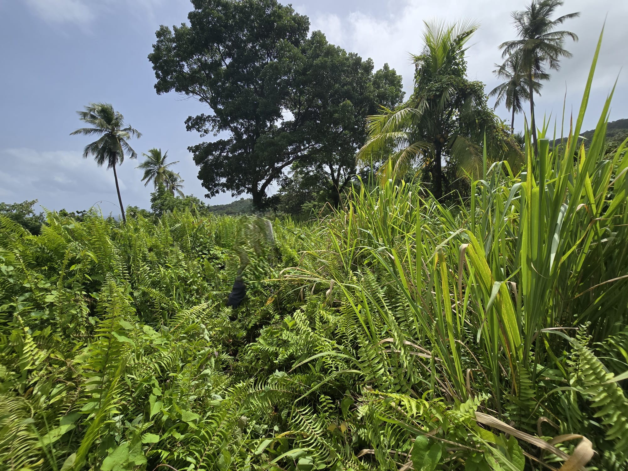 2.25 acres land for sale in Marigot, Dominica – EC$10 / US$3.75 per sqft