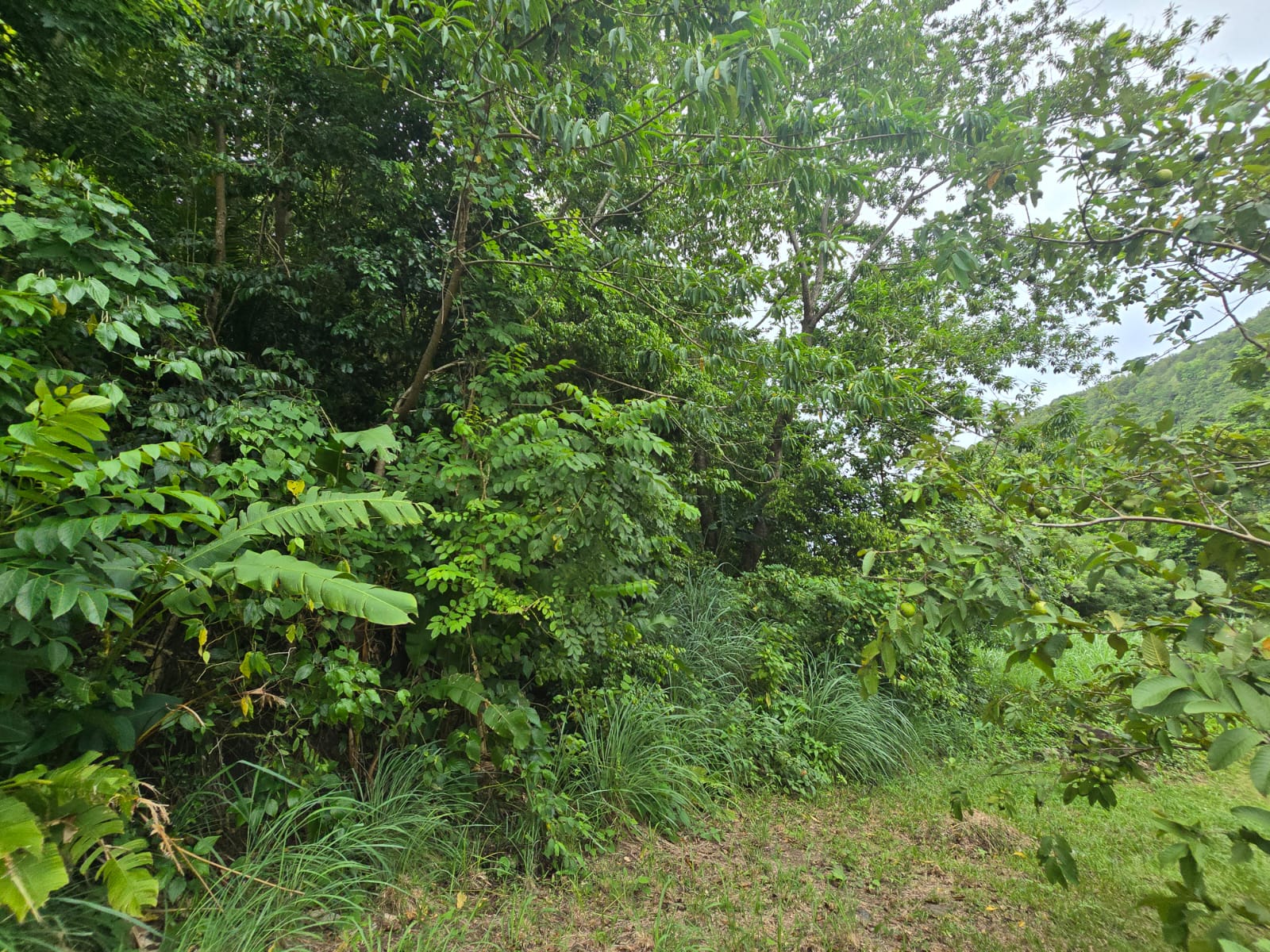 15,520sqft residential lot in Antrim, Dominica – EC$139,680 / US$52,315