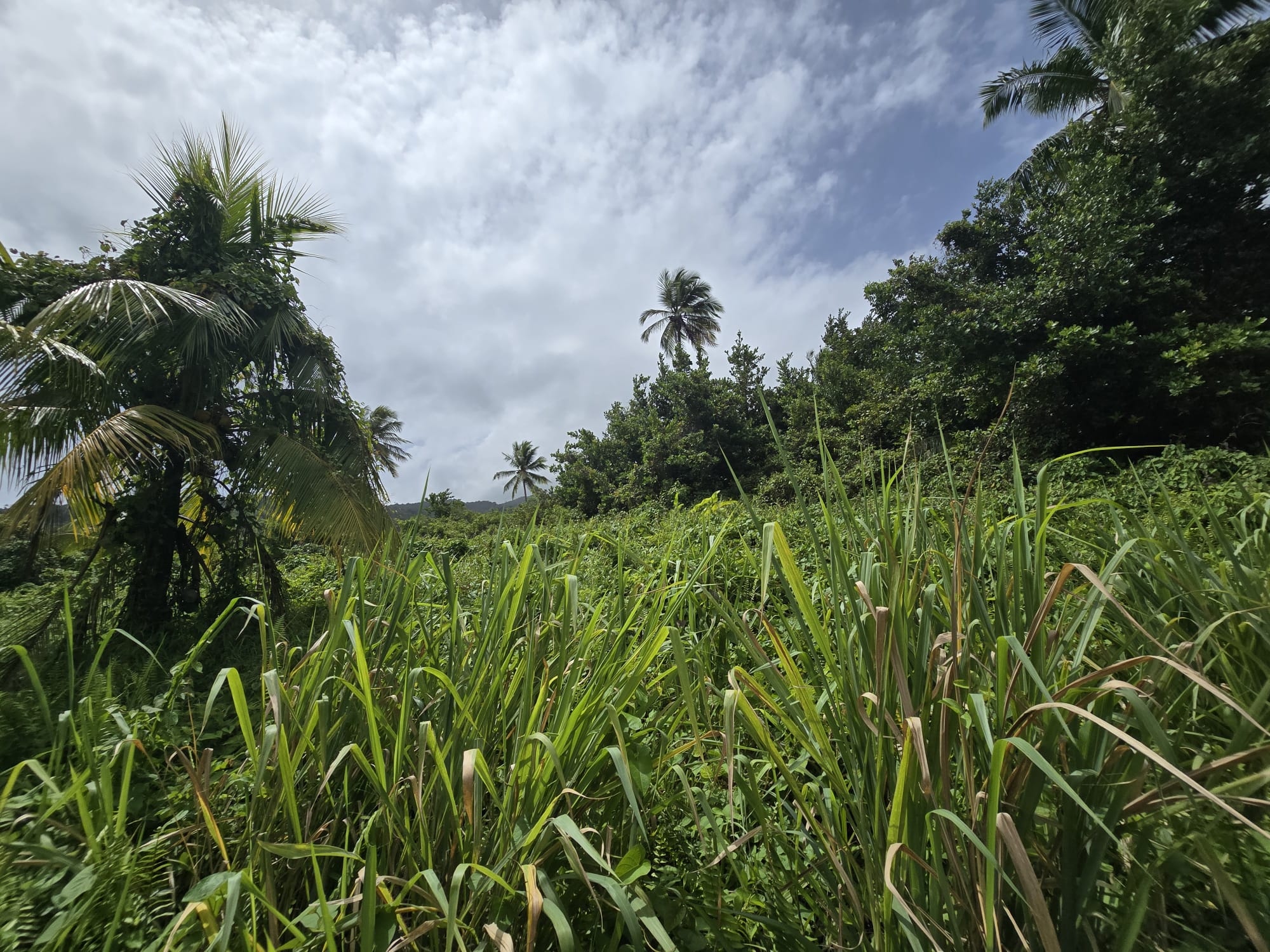 2.25 acres land for sale in Marigot, Dominica – EC$10 / US$3.75 per sqft