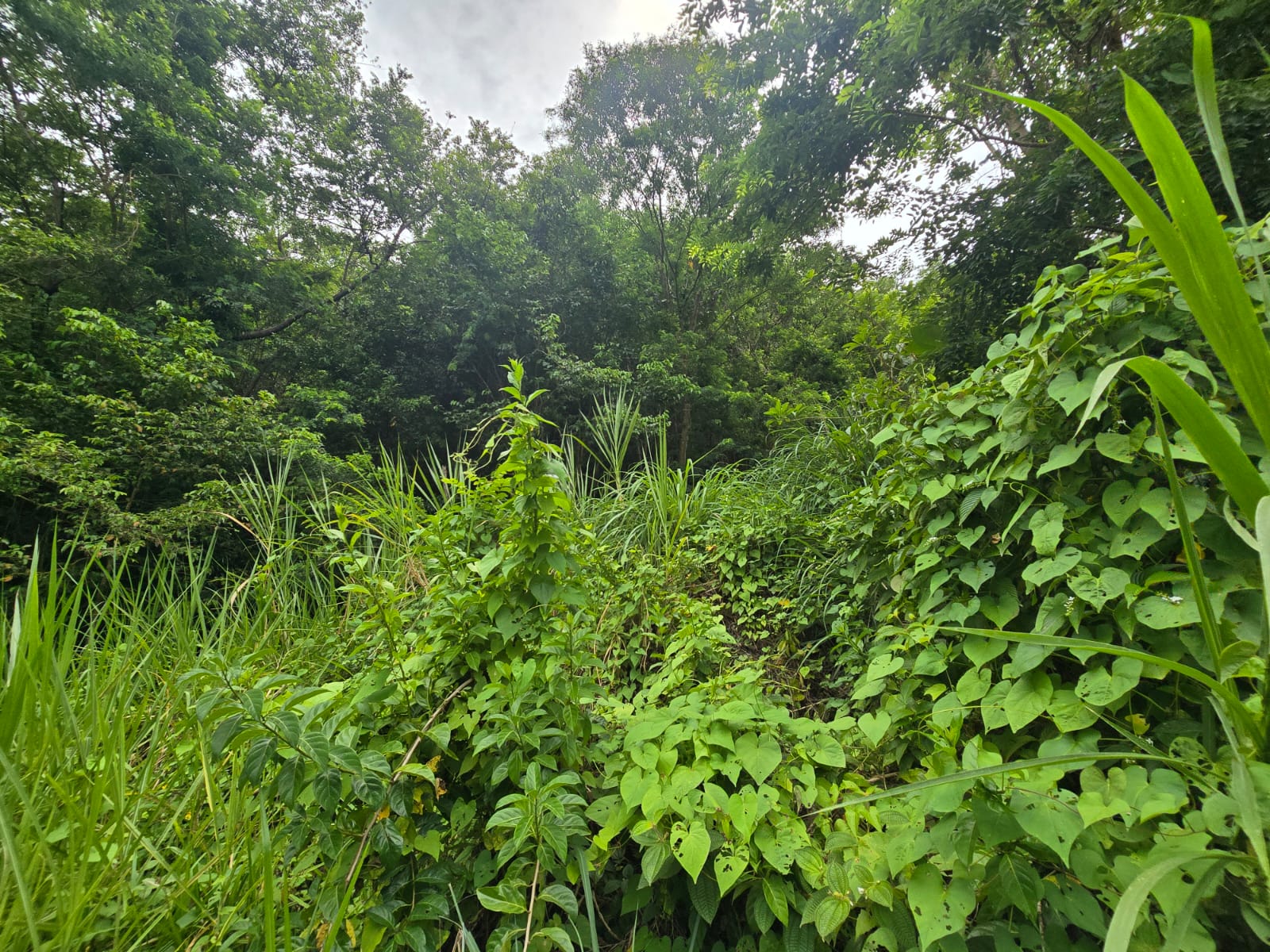 15,520sqft residential lot in Antrim, Dominica – EC$139,680 / US$52,315