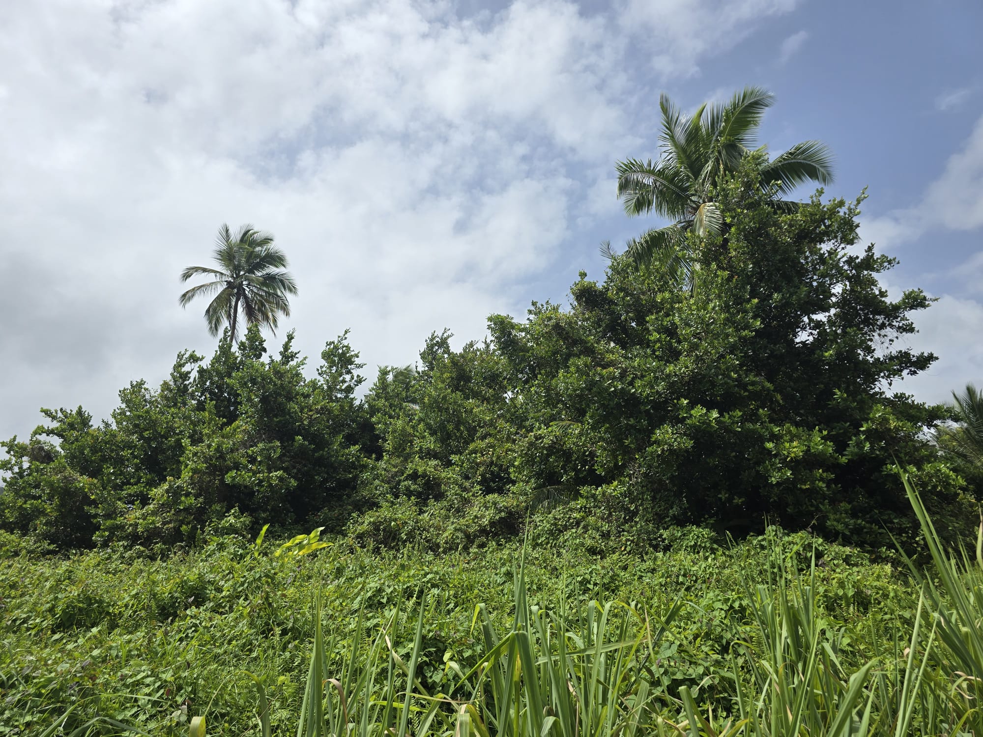 2.25 acres land for sale in Marigot, Dominica – EC$10 / US$3.75 per sqft