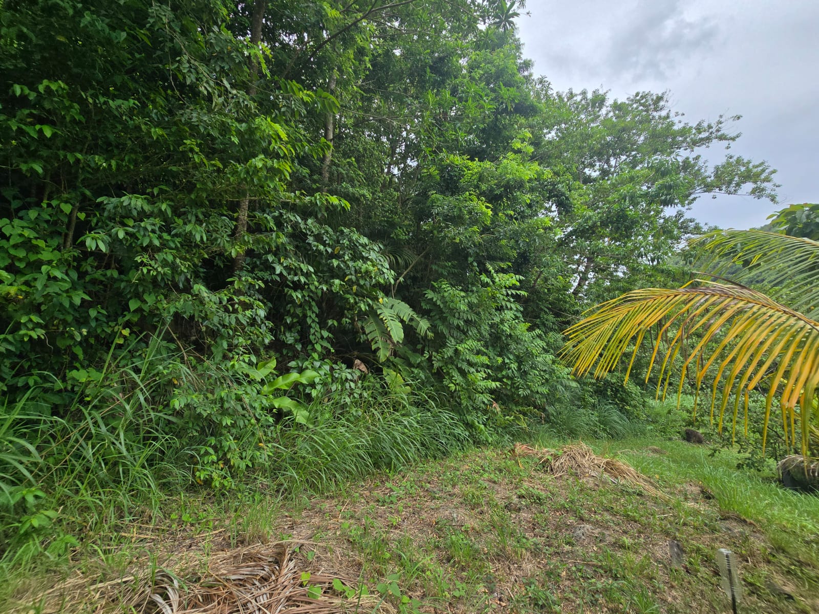 15,520sqft residential lot in Antrim, Dominica – EC$139,680 / US$52,315