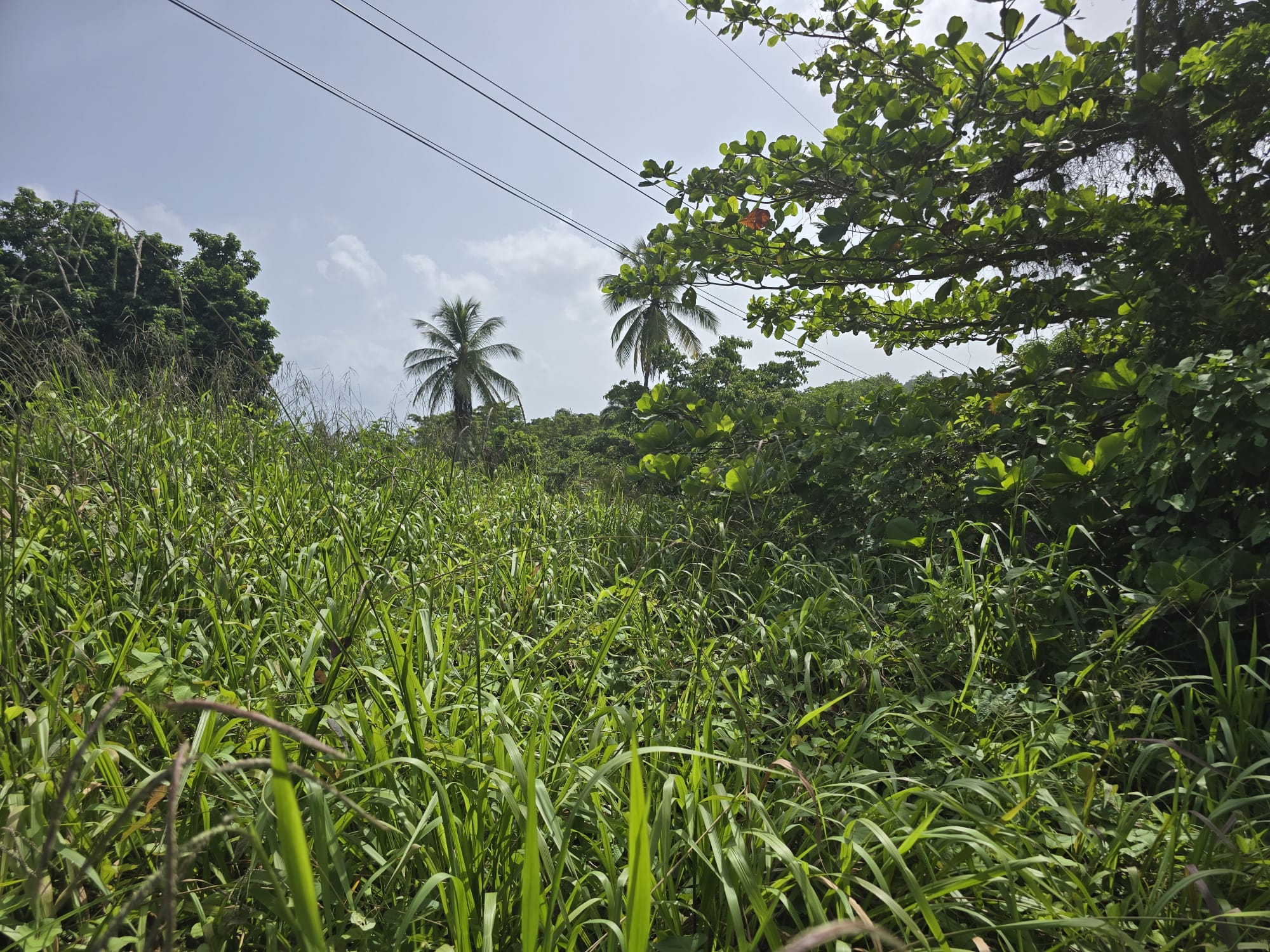 0.43 acre (18,730.8 sqft) residential lot for sale in Marigot, Dominica – EC$187,308 / US$70,153