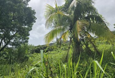 2.25 acres land for sale in Marigot, Dominica – EC$10 / US$3.75 per sqft