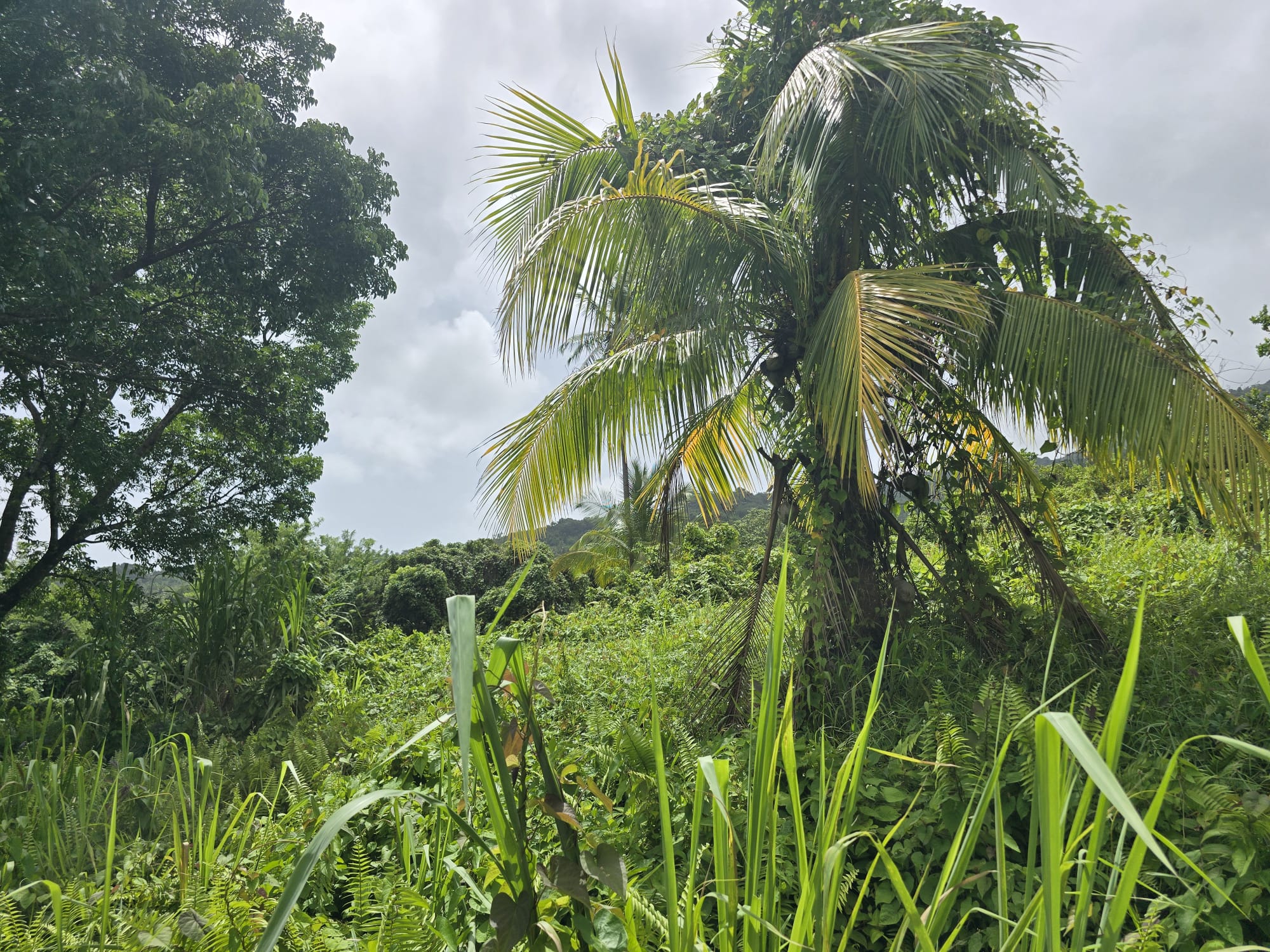 2.25 acres land for sale in Marigot, Dominica – EC$10 / US$3.75 per sqft