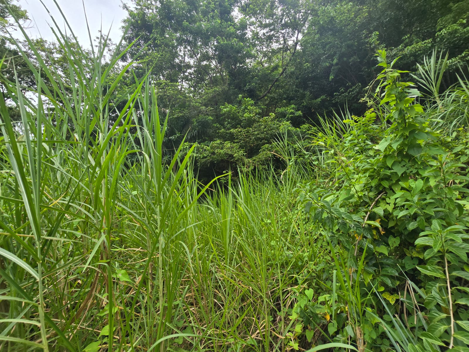 15,520sqft residential lot in Antrim, Dominica – EC$139,680 / US$52,315