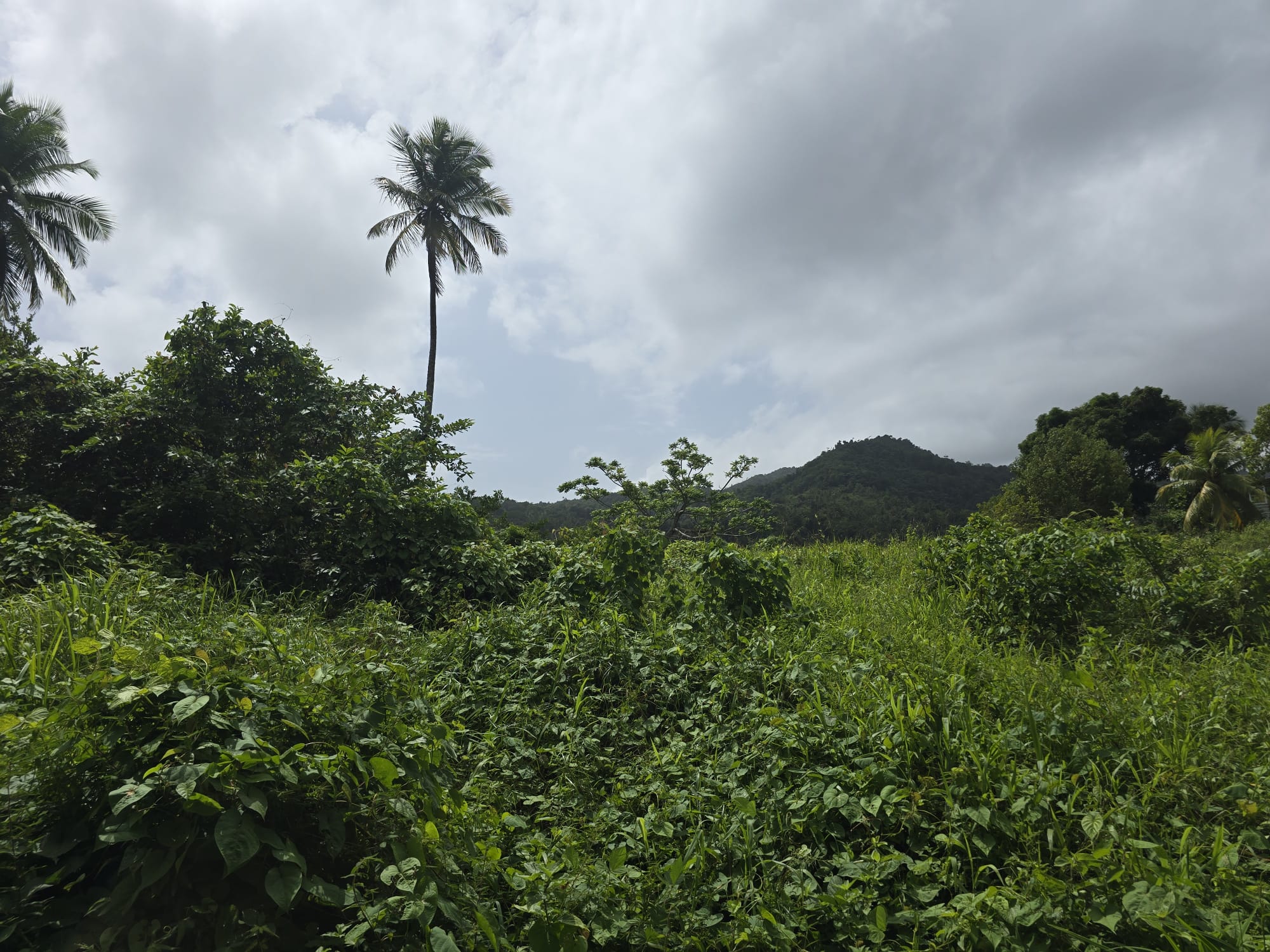 2.25 acres land for sale in Marigot, Dominica – EC$10 / US$3.75 per sqft