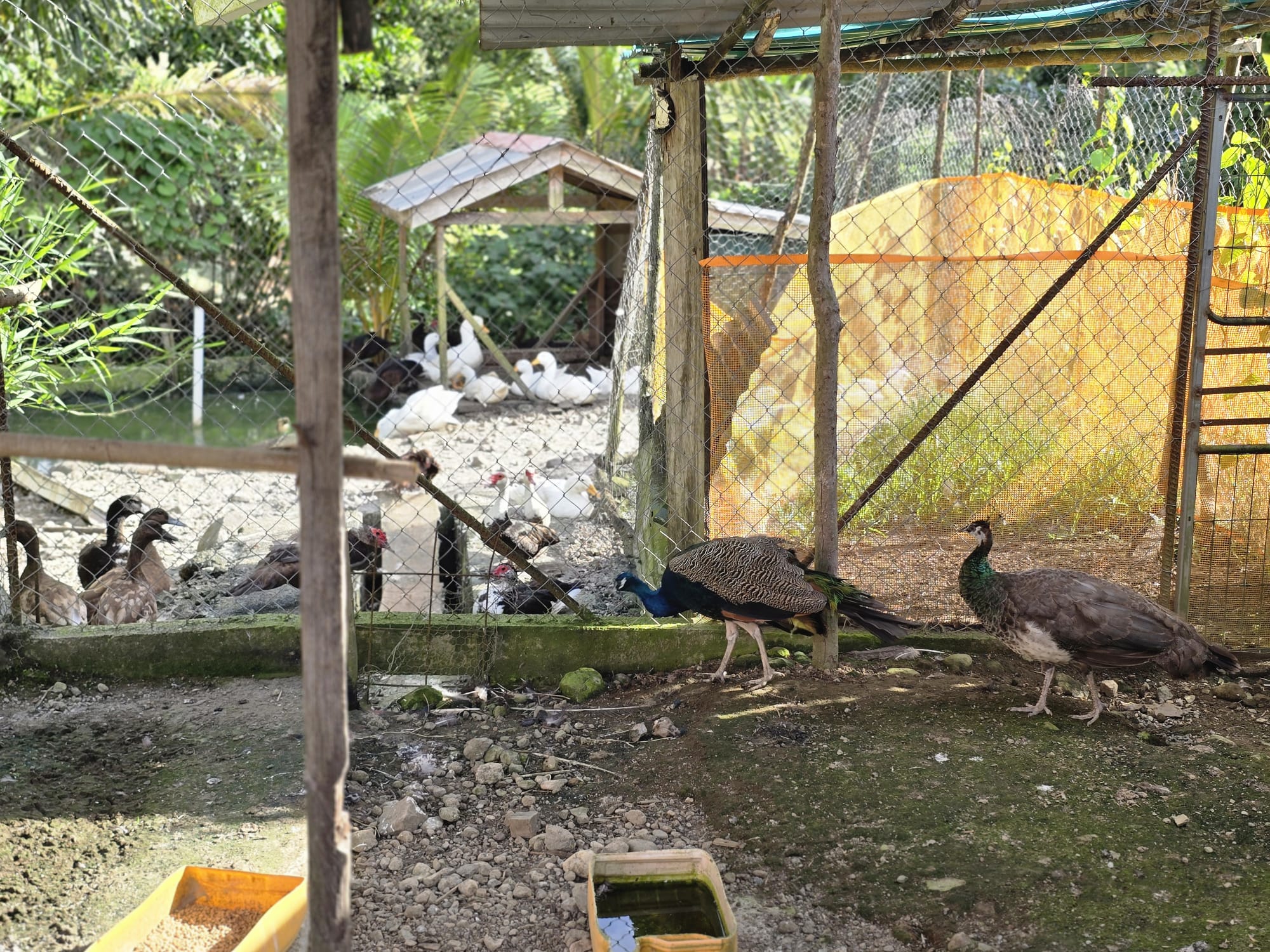 Commercial/agricultural property for sale in Sultan, Dominica -EC$3.5Million / US$1.3Million