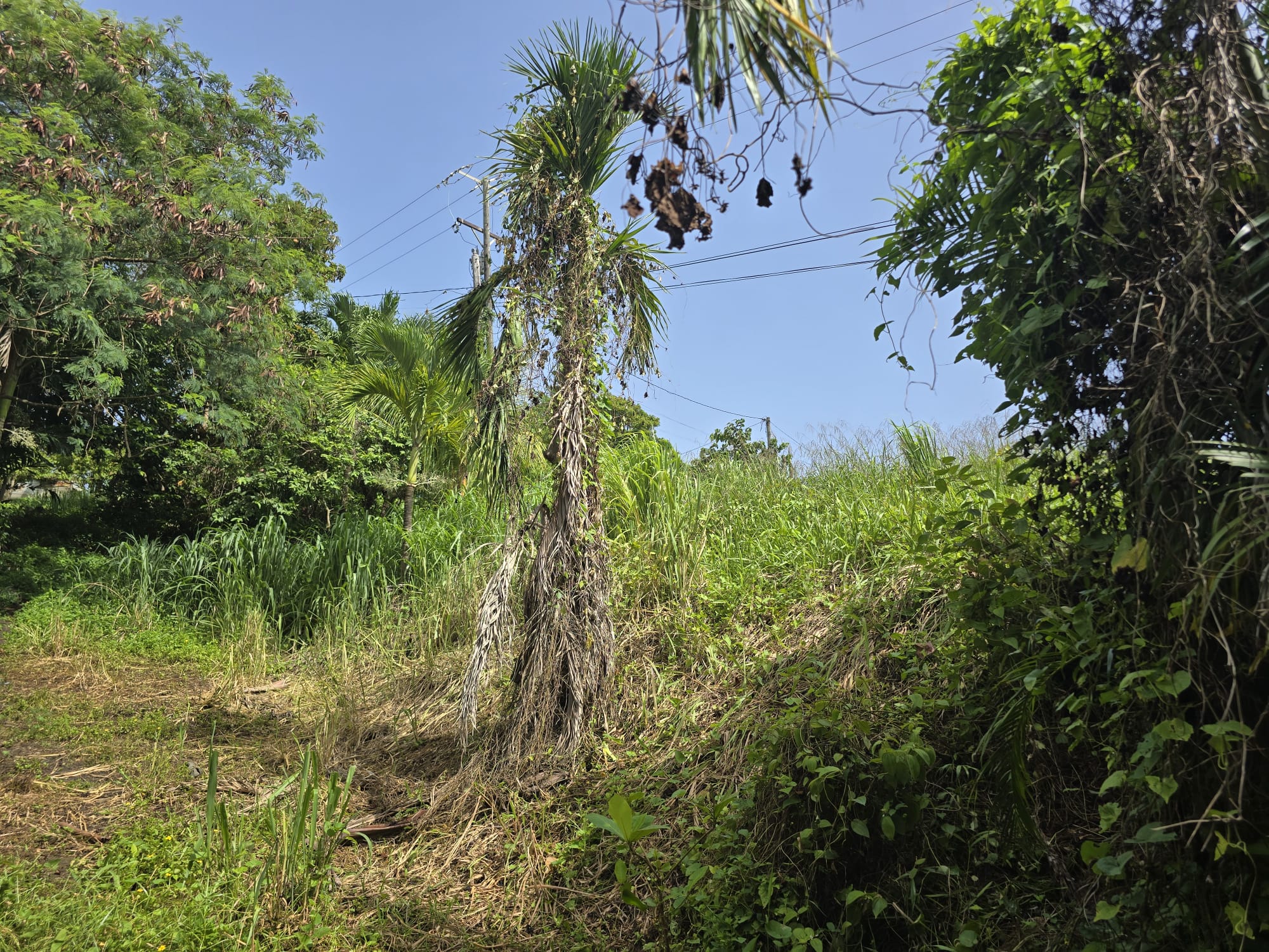 0.43 acre (18,730.8 sqft) residential lot for sale in Marigot, Dominica – EC$187,308 / US$70,153