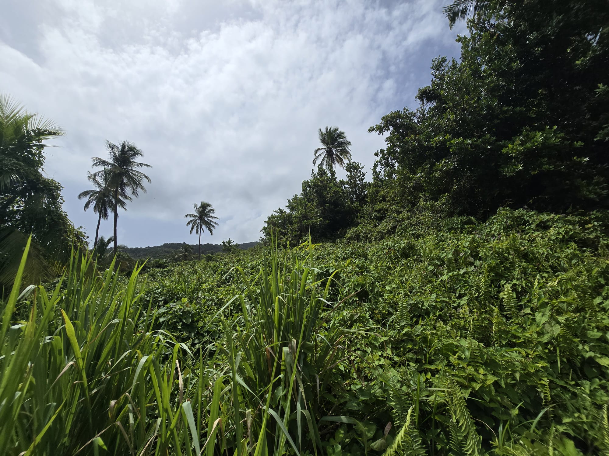 2.25 acres land for sale in Marigot, Dominica – EC$10 / US$3.75 per sqft