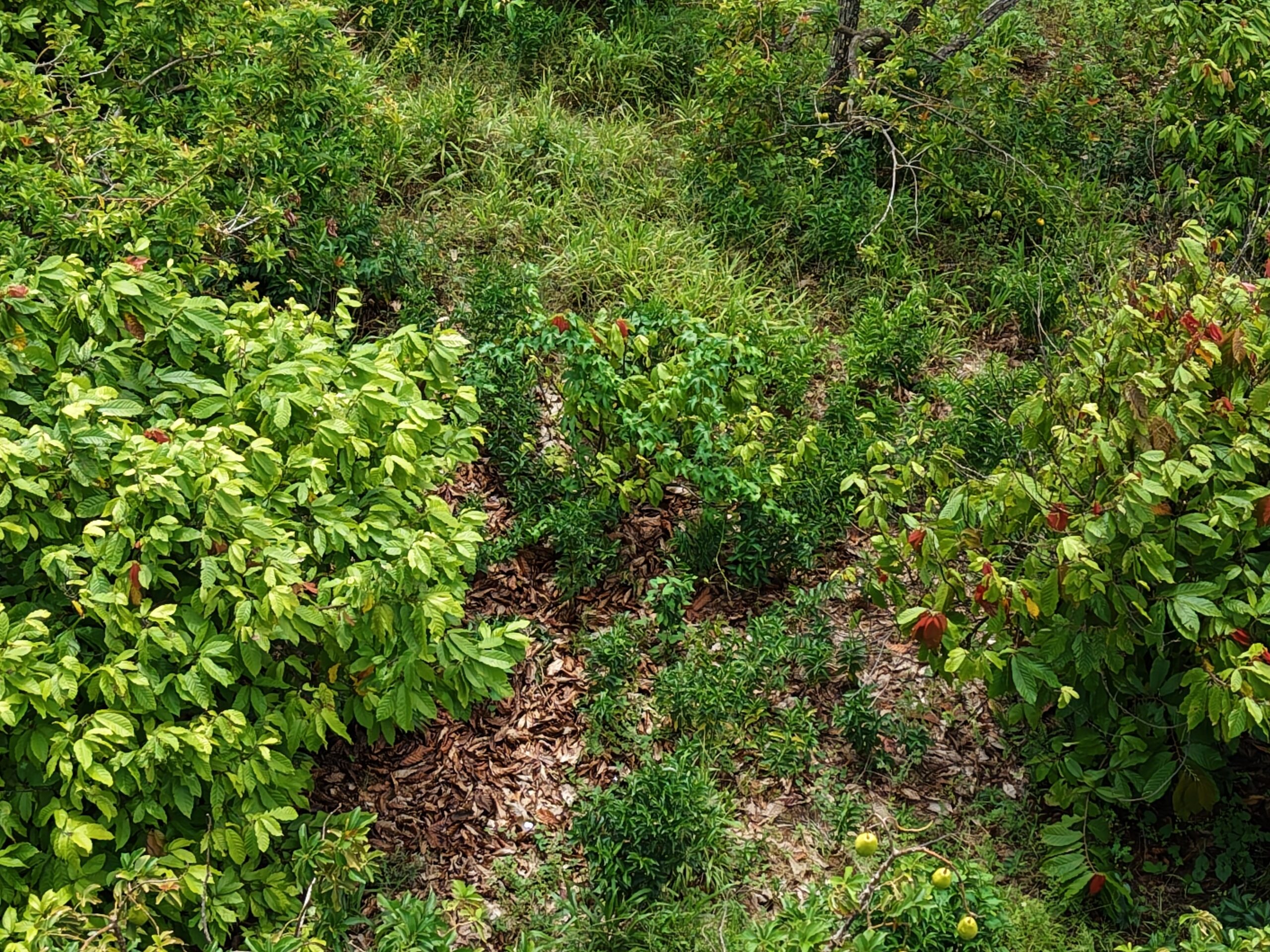 1 acre (43,560sqft) cultivated land for sale in Woodford Hill , Dominica – EC$95,000 / US$35,580