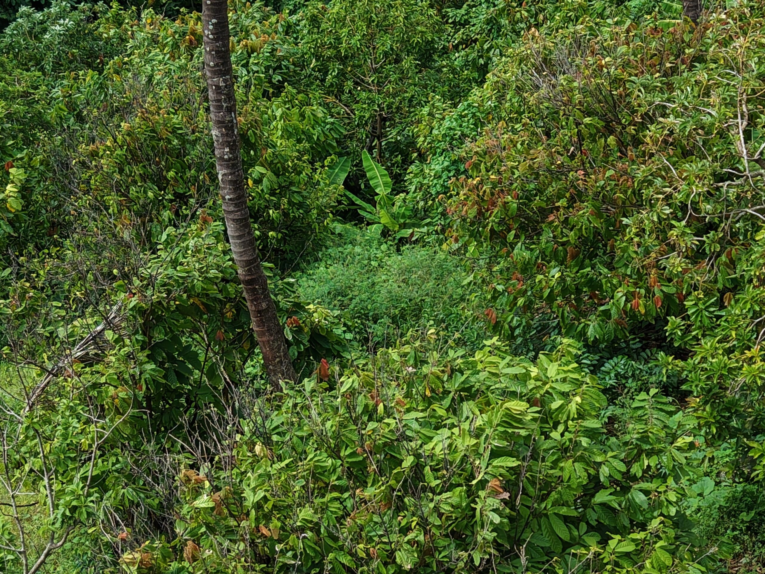 1 acre (43,560sqft) cultivated land for sale in Woodford Hill , Dominica – EC$95,000 / US$35,580