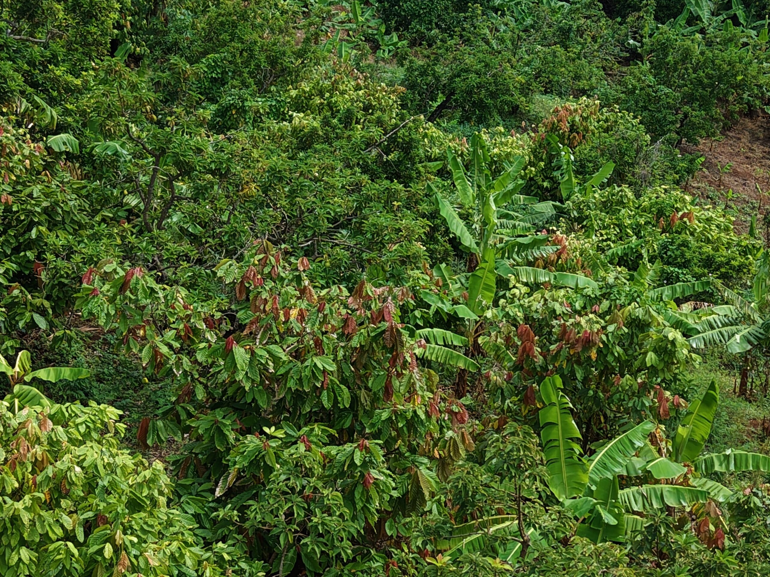 1 acre (43,560sqft) cultivated land for sale in Woodford Hill , Dominica – EC$95,000 / US$35,580