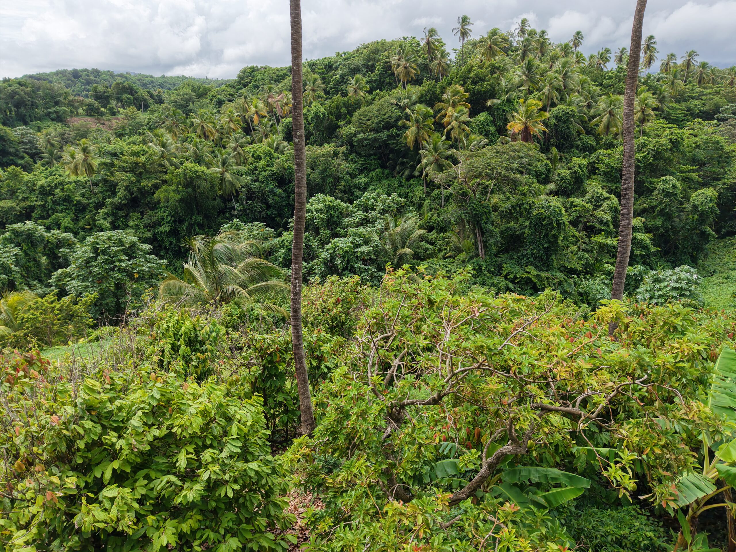 1 acre (43,560sqft) cultivated land for sale in Woodford Hill , Dominica – EC$95,000 / US$35,580