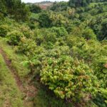 1 acre (43,560sqft) cultivated land for sale in Woodford Hill , Dominica – EC$95,000 / US$35,580