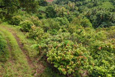 1 acre (43,560sqft) cultivated land for sale in Woodford Hill , Dominica – EC$95,000 / US$35,580