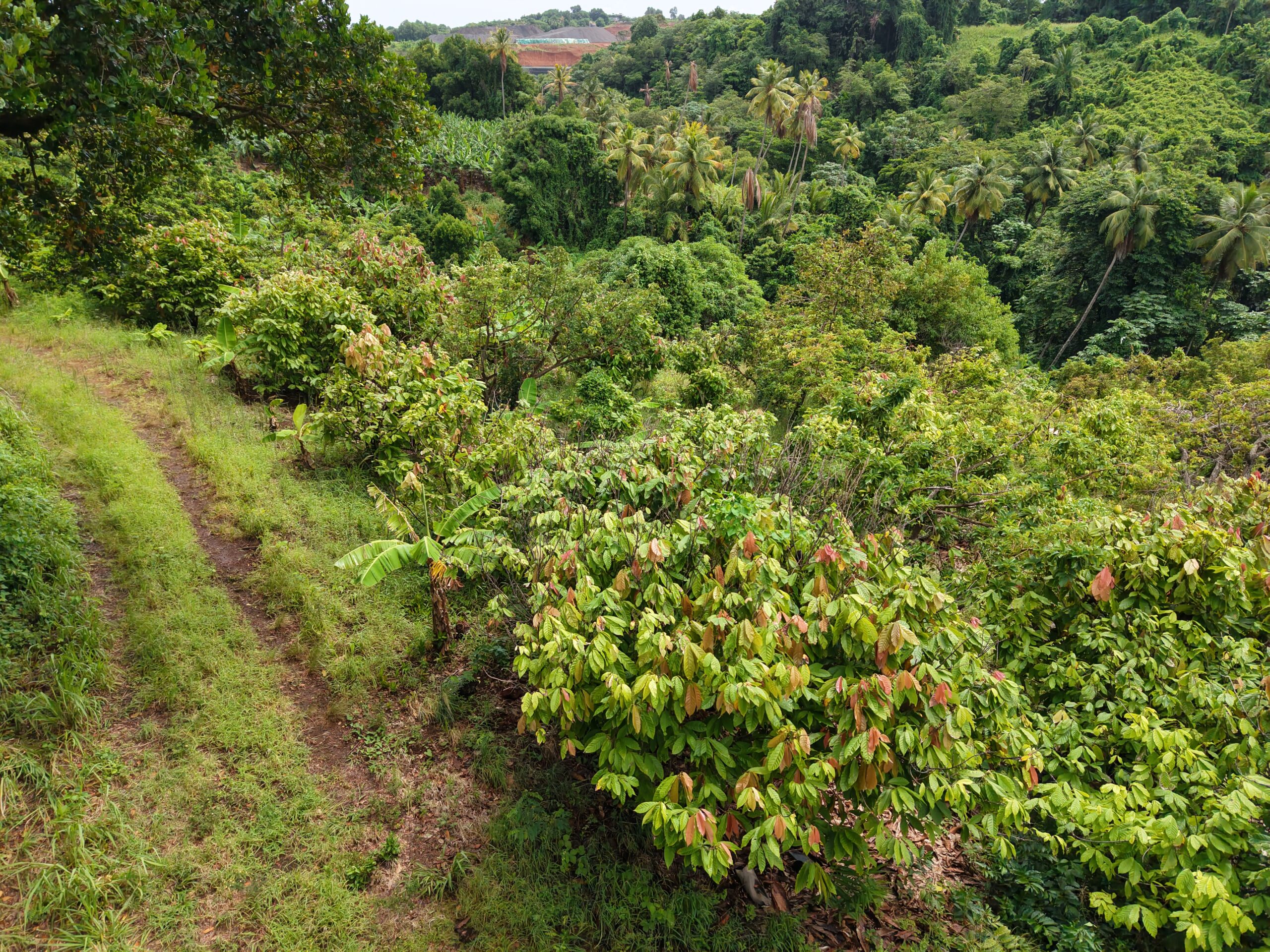 1 acre (43,560sqft) cultivated land for sale in Woodford Hill , Dominica – EC$95,000 / US$35,580