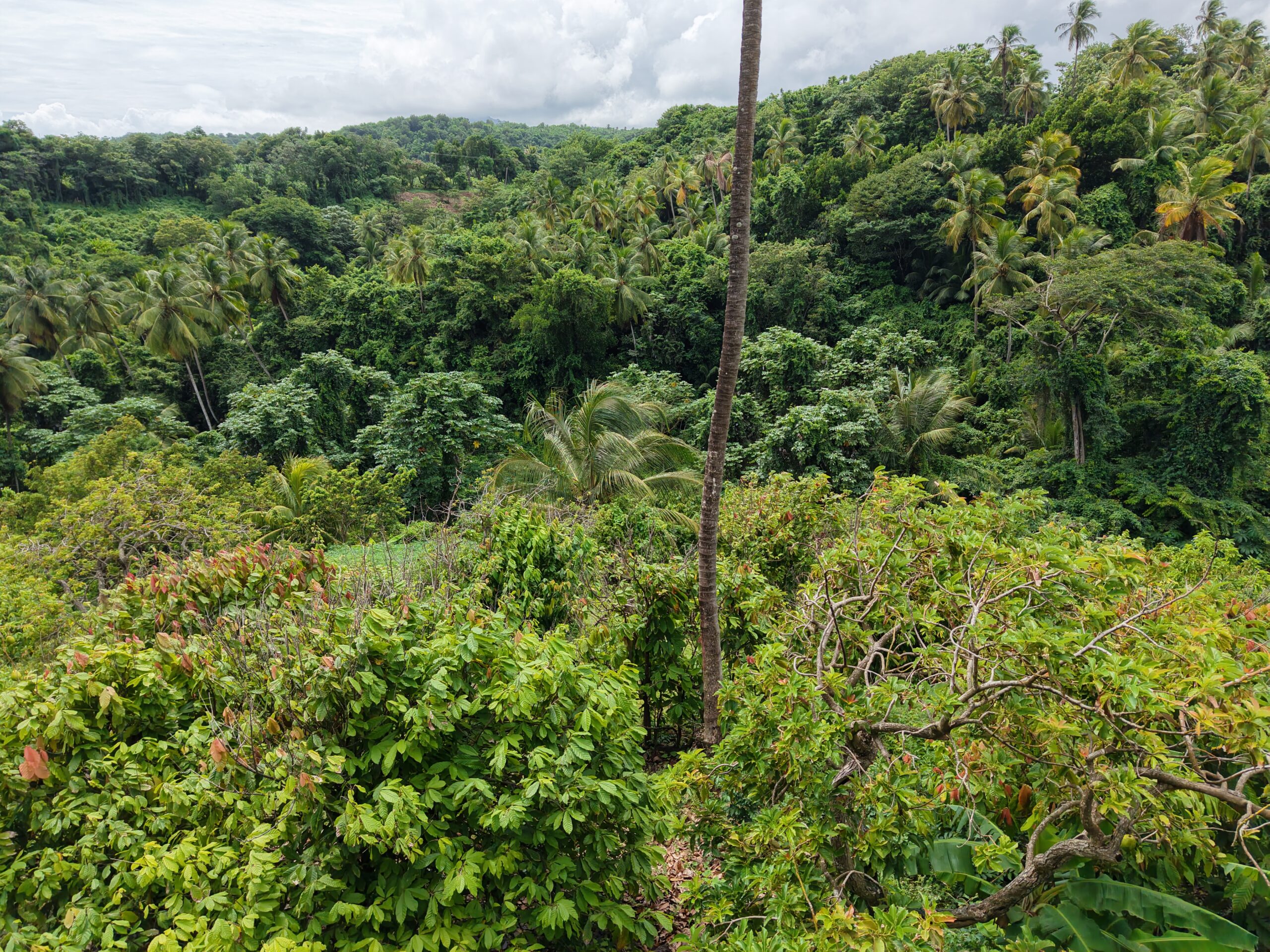 1 acre (43,560sqft) cultivated land for sale in Woodford Hill , Dominica – EC$95,000 / US$35,580