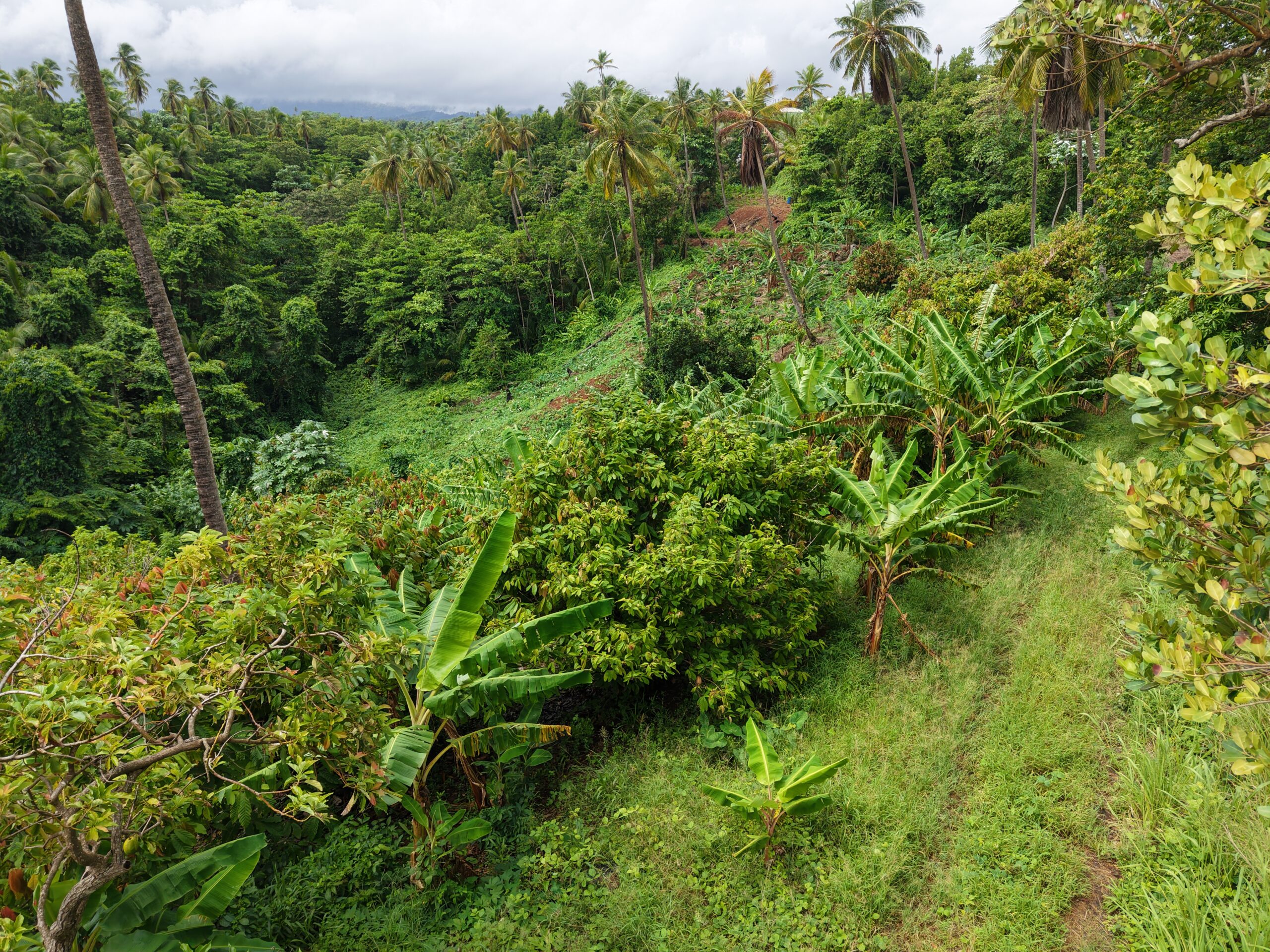 1 acre (43,560sqft) cultivated land for sale in Woodford Hill , Dominica – EC$95,000 / US$35,580