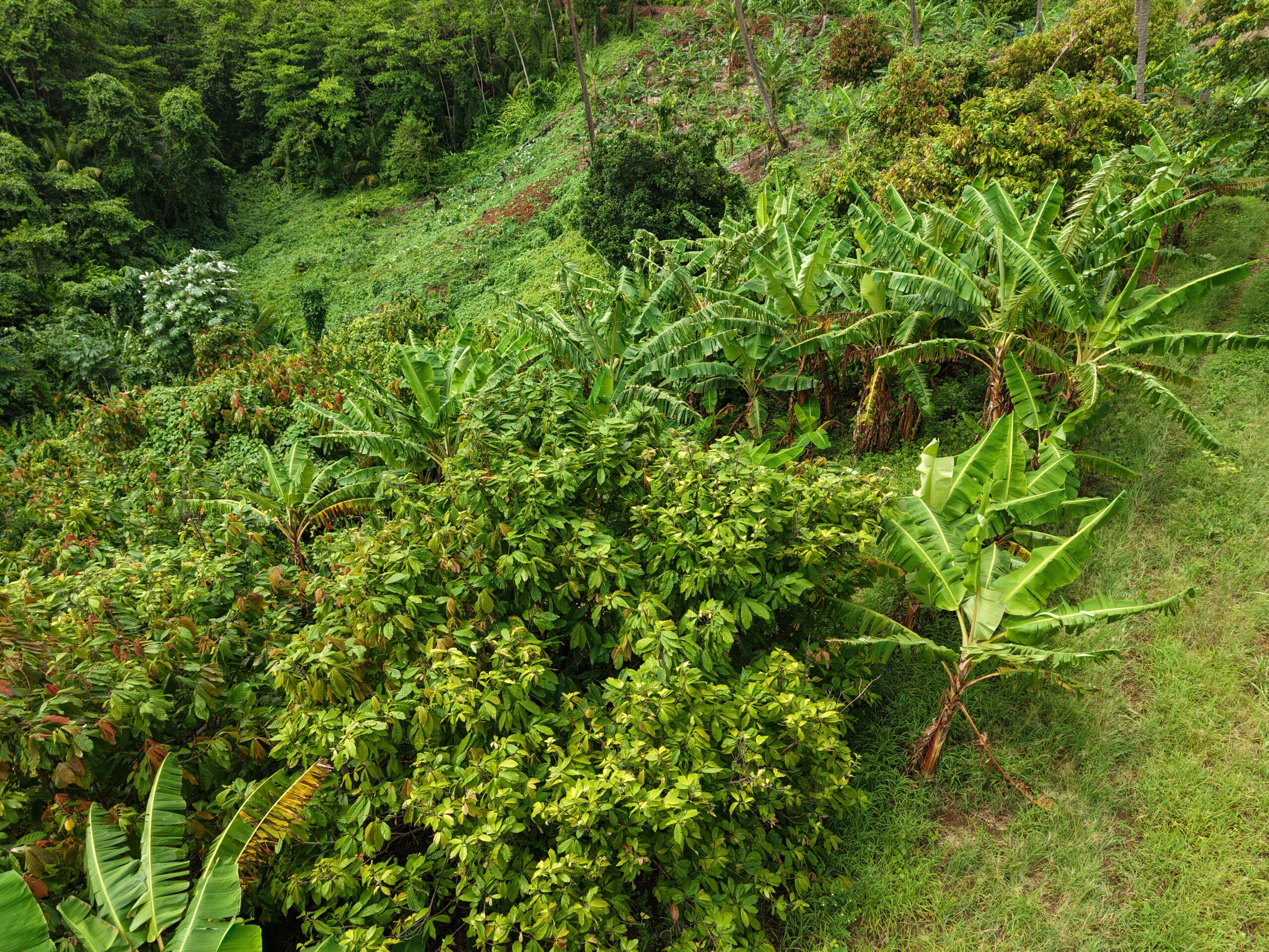 1 acre (43,560sqft) cultivated land for sale in Woodford Hill , Dominica – EC$95,000 / US$35,580