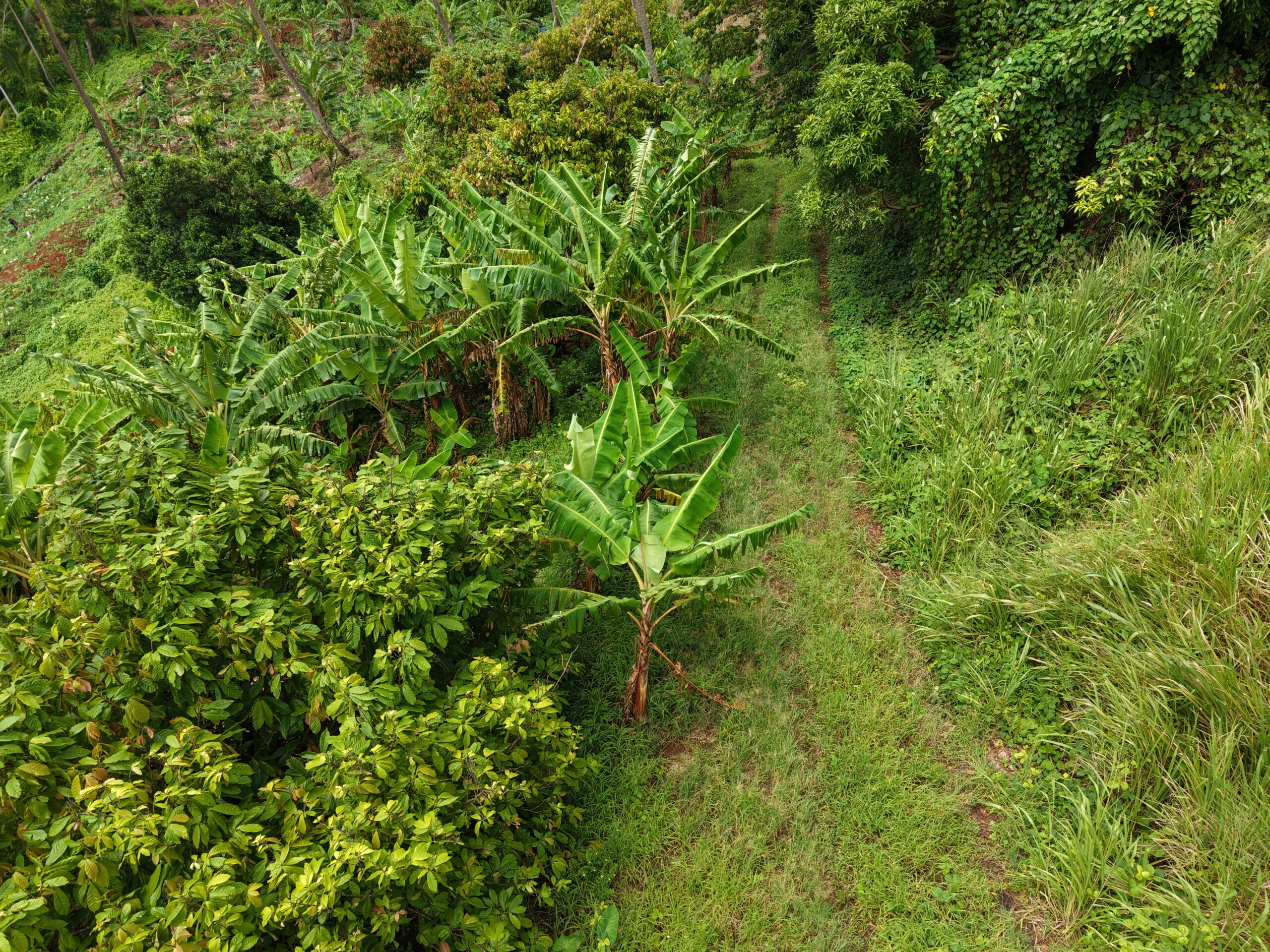 1 acre (43,560sqft) cultivated land for sale in Woodford Hill , Dominica – EC$95,000 / US$35,580