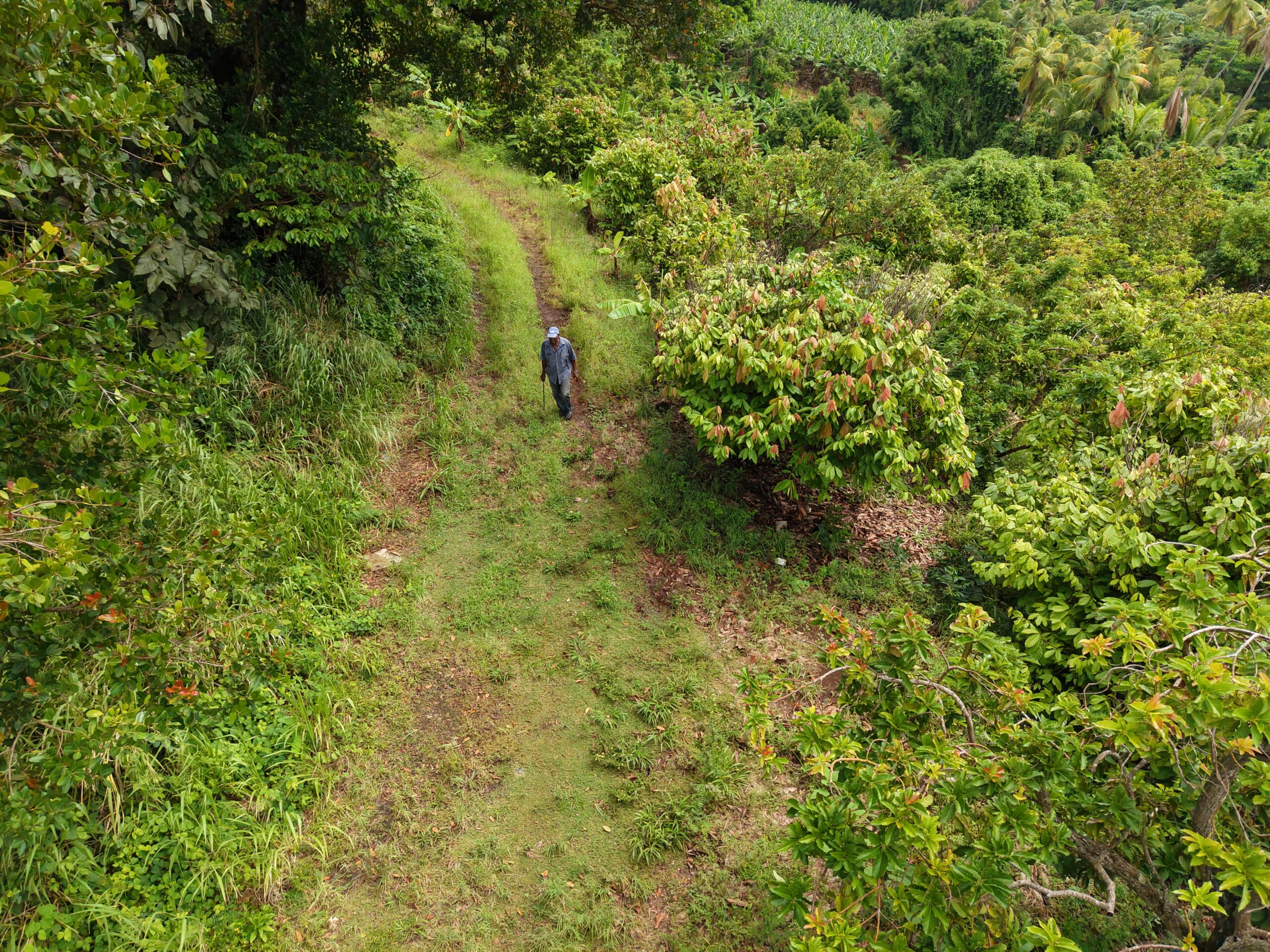 1 acre (43,560sqft) cultivated land for sale in Woodford Hill , Dominica – EC$95,000 / US$35,580