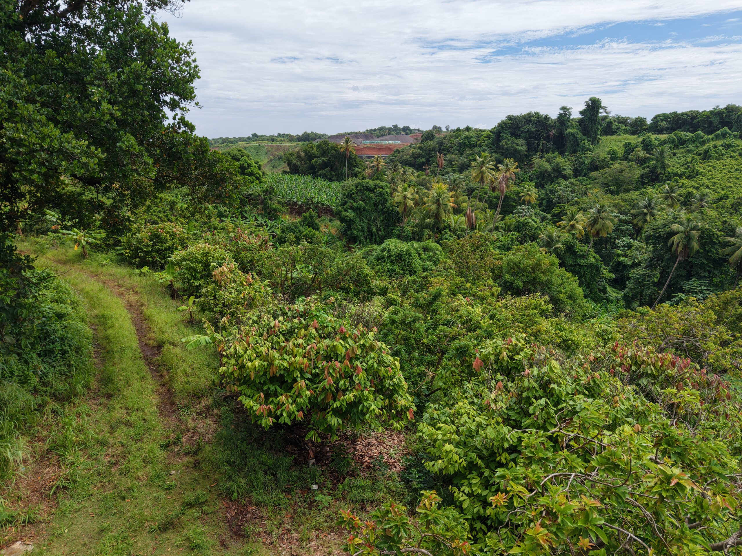 1 acre (43,560sqft) cultivated land for sale in Woodford Hill , Dominica – EC$95,000 / US$35,580