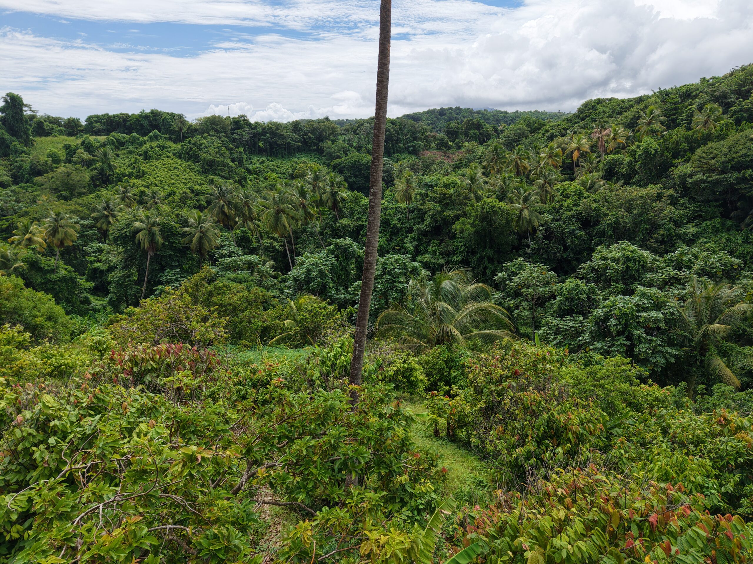 1 acre (43,560sqft) cultivated land for sale in Woodford Hill , Dominica – EC$95,000 / US$35,580